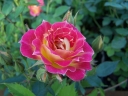 rośliny ogrodowe -  Róża 'TIDDLY WINKS'® Rosa Sunflor /C2