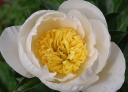 rośliny ozdobne -  Piwonia bylinowa JAN VAN LEEUWEN Peonia lactiflora /C3