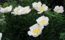 sklep ogrodniczy - Piwonia bylinowa JAN VAN LEEUWEN Peonia lactiflora /C3