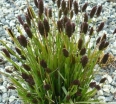 rośliny ozdobne -  Sesleria sadlerana /P11