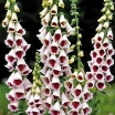 rośliny ozdobne -  Naparstnica purpurowa 'PAMS CHOICE' Digitalis purpurea /C2 *45*46T