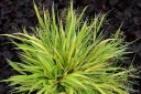 rośliny ogrodowe - Hakonechloa macra ALBOSTRIATA /C2,5 *T19