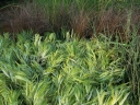 rośliny ozdobne - Hakonechloa macra ALBOSTRIATA /C2,5 *T19