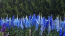 sklep ogrodniczy - Ostróżka LA BOHEME Delphinium elatum /C5