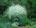 sklep ogrodniczy - Modrak sercolistny Crambe cordifolia /C5