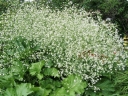rośliny ogrodowe - Modrak sercolistny Crambe cordifolia /C5