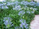 sadzonki - Agapant afrykański Agapanthus africanus /P9