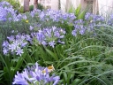 sadzonki - Agapant afrykański Agapanthus africanus /P9