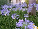 rośliny ogrodowe - Agapant afrykański Agapanthus africanus /P9