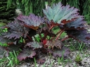 rośliny ogrodowe -  Rzewień dłoniasty Rheum palmatum var. tanguticum /C5 *7F