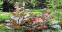 sadzonki - Rzewień dłoniasty Rheum palmatum var. tanguticum /C5 *7F