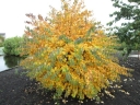 sklep ogrodniczy -  Grujecznik japoński GLOW BALL® 'JWW4' Cercidiphyllum japonicum C5/Pa70(140)cm *6