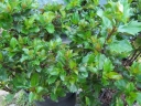 sadzonki - Ostrokrzew BLUE CUSHION ilex meserveae P13/20cm