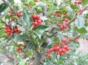 rośliny ozdobne - Ostrokrzew BLUE CUSHION ilex meserveae P13/20cm