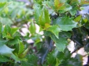 sklep ogrodniczy - Ostrokrzew BLUE CUSHION ilex meserveae P13/20cm