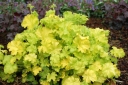 sadzonki - Heuchera 'Winter Joy' Żurawka /C2