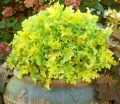 rośliny ozdobne - Heuchera 'Winter Joy' Żurawka /C2