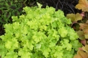 sklep ogrodniczy - Heuchera 'Winter Joy' Żurawka /C2