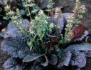sadzonki -  Salvia lyrata ‘Purple Knockout’ Szałwia lirolistna /C1,5