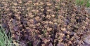 rośliny ozdobne - Salvia lyrata ‘Purple Knockout’ Szałwia lirolistna /C1,5
