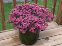 sadzonki -  Sedum SunSparkle® 'Firecracker' PBR Rozchodnik /C2