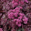 rośliny ozdobne - Sedum SunSparkle® 'Firecracker' PBR Rozchodnik /C2
