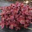 sadzonki - Sedum SunSparkle® 'Firecracker' PBR Rozchodnik /C2