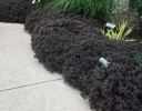 sadzonki -  Sedum SunSparkle® 'Dazzleberry' PBR Rozchodnik /C2
