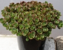 rośliny ozdobne -  Sedum SunSparkle® 'Lime Zinger' PBR Rozchodnik /C2