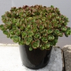 rośliny ozdobne - Sedum SunSparkle® 'Lime Zinger' PBR Rozchodnik /C2