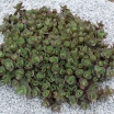 rośliny ogrodowe - Sedum SunSparkle® 'Lime Zinger' PBR Rozchodnik /C2