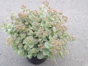 rośliny ogrodowe - Sedum SunSparkle® 'Lime Zinger' PBR Rozchodnik /C2