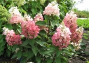 sadzonki -  Hydrangea paniculata MAGICAL VESUVIO ‘Kolmavesu’ PBR Hortensja wiechowata /C3 *17