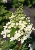 sadzonki - Hydrangea paniculata MAGICAL VESUVIO ‘Kolmavesu’ PBR Hortensja wiechowata /C3 *17
