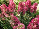 sadzonki - Hydrangea paniculata MAGICAL VESUVIO ‘Kolmavesu’ PBR Hortensja wiechowata /C3 *17