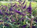 sadzonki - Budleja Dawida Black Knight (Buddleja davidii) P15