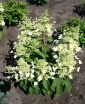 rośliny ozdobne -  Hydrangea paniculata MAGICAL HIMALAYA 'Kolmahima' PBR Hortensja wiechowata /C3 *17