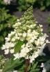 sadzonki - Hydrangea paniculata MAGICAL HIMALAYA 'Kolmahima' PBR Hortensja wiechowata /C3 *17