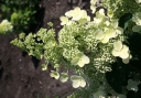 sadzonki - Hydrangea paniculata MAGICAL HIMALAYA 'Kolmahima' PBR Hortensja wiechowata /C3 *17