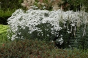 rośliny ozdobne - Krwawnik kichawiec Achillea ptarmica /C2 *K7