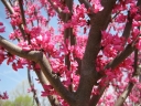 sadzonki - JUDASZOWIEC kanadyjski APPALATIAN RED Cercis canadensis C7,5/1,8m