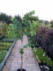 rośliny ogrodowe - JUDASZOWIEC kanadyjski APPALATIAN RED Cercis canadensis C7,5/1,8m