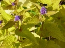 rośliny ogrodowe -  Kłosowiec anyżowy GOLDEN  Agastache foeniculum /P11-C1,5