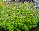 rośliny ogrodowe - Kłosowiec anyżowy GOLDEN  Agastache foeniculum /P11-C1,5
