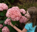 rośliny ogrodowe - Hortensja krzewiasta PINK ANABELLE 'Spirit' Hydrangea arborescens /C5 *K9
