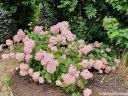 rośliny ogrodowe - Hortensja krzewiasta PINK ANABELLE 'Spirit' Hydrangea arborescens /C5 *K9