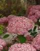 sadzonki - Hortensja krzewiasta PINK ANABELLE 'Spirit' Hydrangea arborescens /C5 *K9