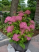 rośliny ogrodowe - Hortensja krzewiasta PINK ANABELLE 'Spirit' Hydrangea arborescens /C5 *K9