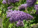 rośliny ogrodowe - Budleja REVE DE PAPILLON 'Minpap' Buddleja davidii /C5
