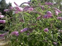 rośliny ozdobne - Budleja REVE DE PAPILLON 'Minpap' Buddleja davidii /C5
